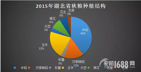 夏糧豐收后，秋糧種植新選擇 薯類作物的市場機(jī)遇與銷售策略