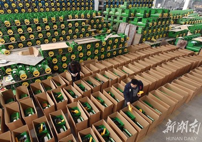 備戰(zhàn)雙十一，薯類產(chǎn)品銷售攻略